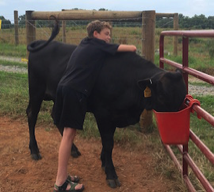 Wagyu cows